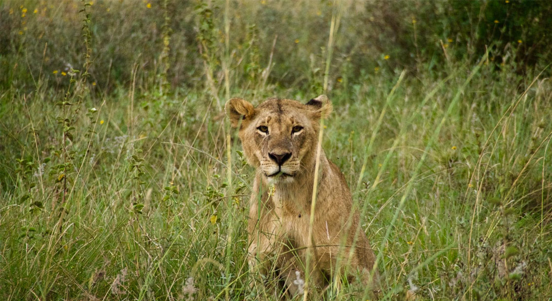 Lion in the grass, Masai Mara
