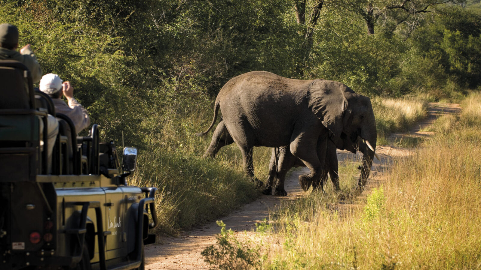 tanzania luxury safari elephant