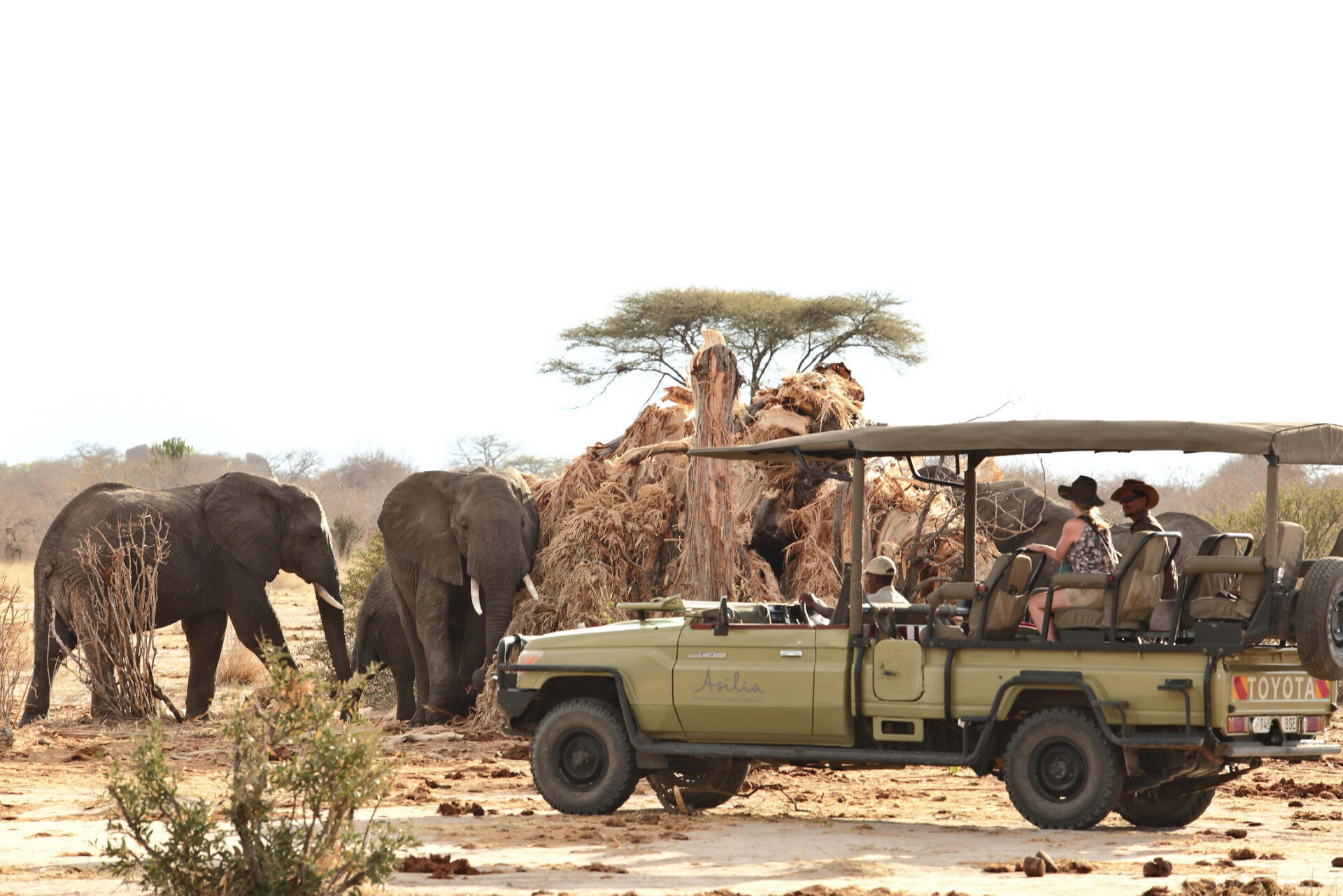 Jabali Ridge Game drive with elephants eating a baobab