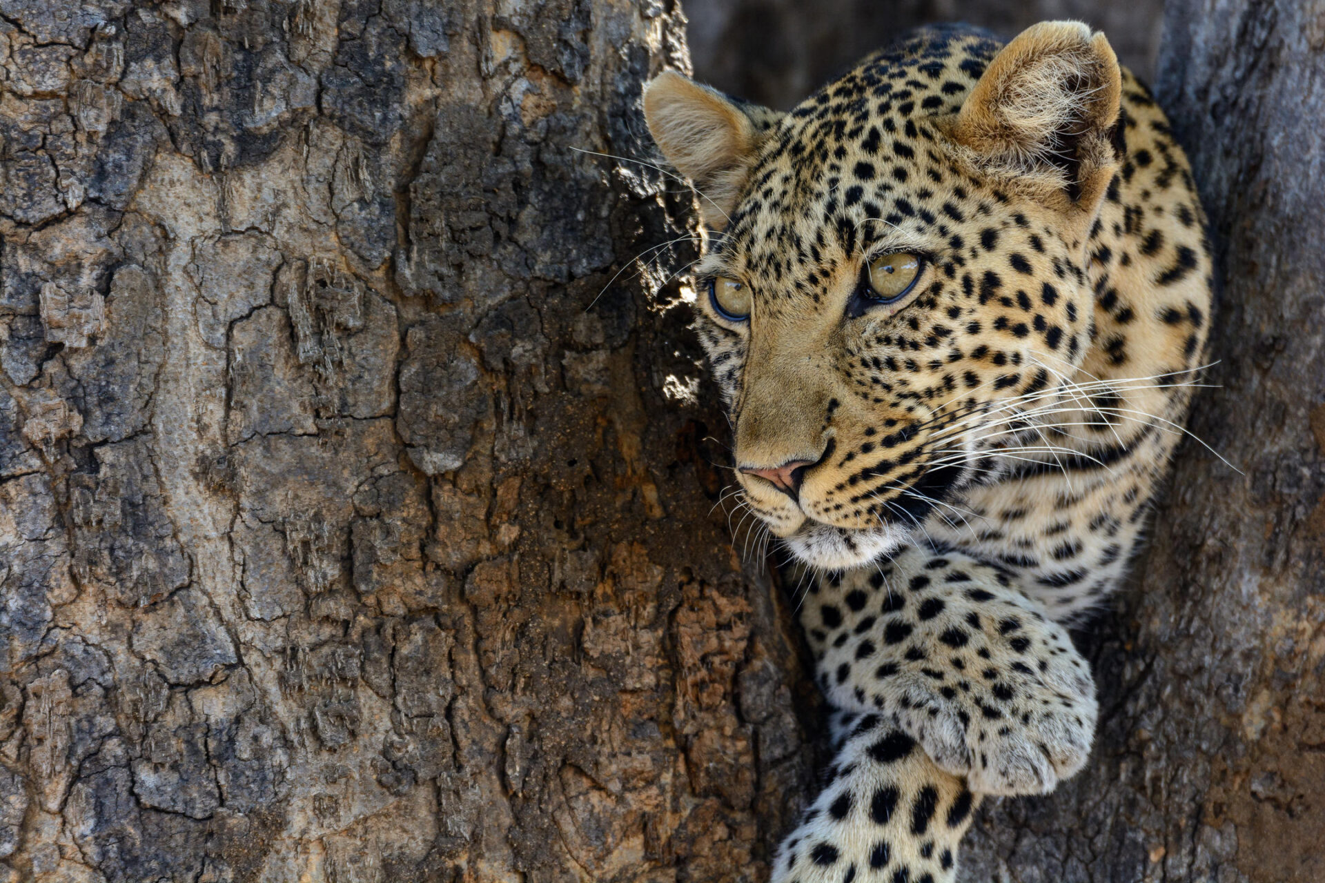 Jabali Ridge Leopard