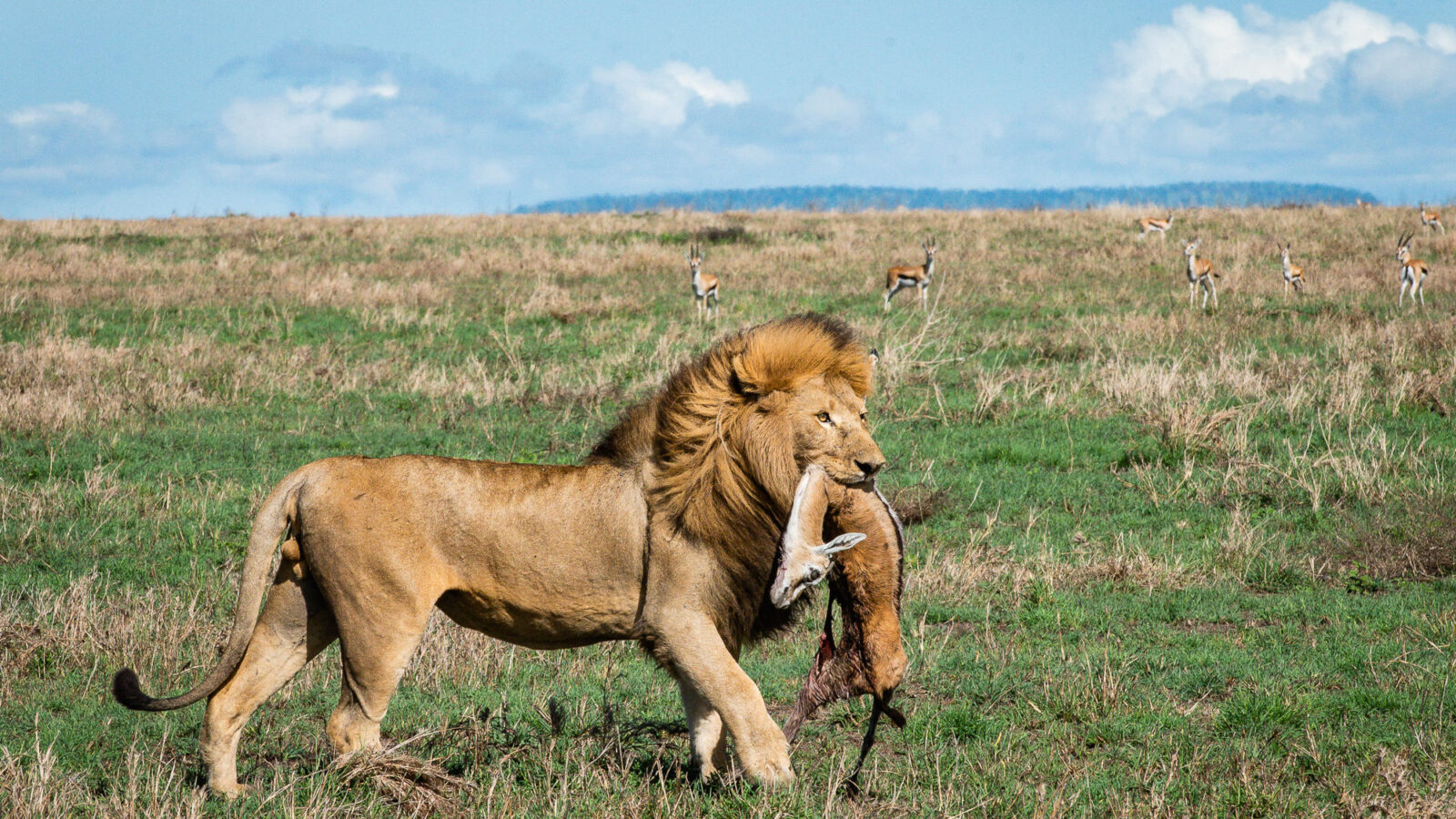 Lion walks away with prey during a safari in an african national park